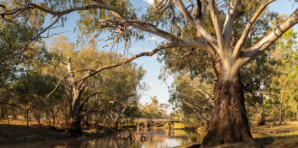 Thallon, Queensland